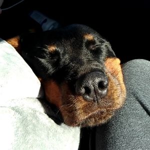 Meet your Posher, lizy